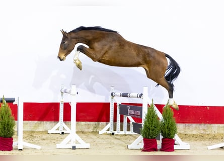 Holsteiner, Stute, 4 Jahre, 174 cm, Brauner