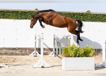 Holsteiner, Stute, 5 Jahre, 162 cm, Dunkelbrauner