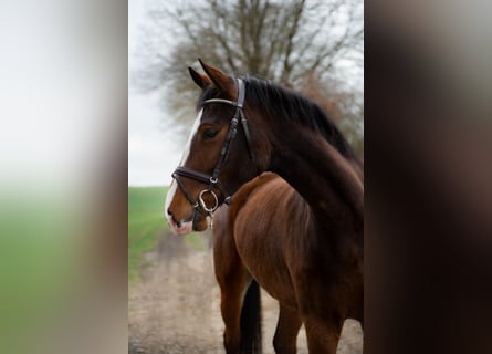 Holsteiner, Stute, 5 Jahre, 165 cm, Brauner