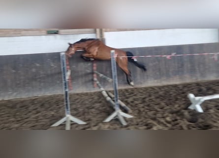 Holsteiner, Stute, 5 Jahre, 165 cm, Brauner
