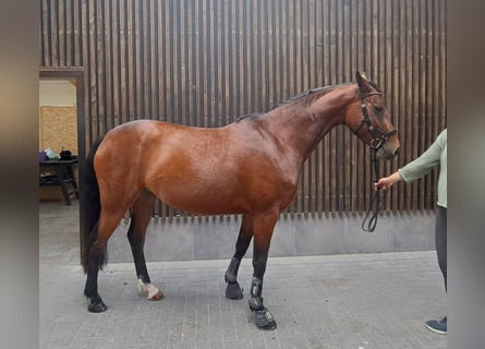 Holsteiner, Stute, 5 Jahre, 165 cm, Brauner