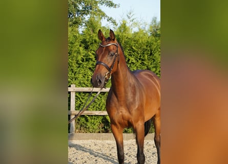 Holsteiner, Stute, 5 Jahre, 165 cm, Brauner