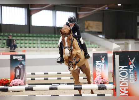 Holsteiner, Stute, 5 Jahre, 165 cm, Fuchs