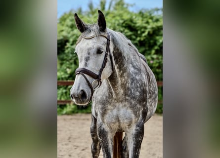 Holsteiner, Stute, 5 Jahre, 166 cm, Apfelschimmel