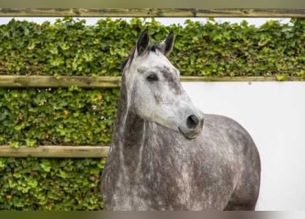 Holsteiner, Stute, 5 Jahre, 167 cm, Kann Schimmel werden