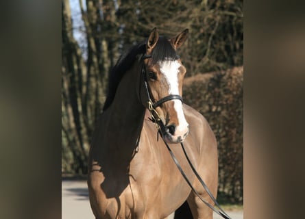 Holsteiner, Stute, 5 Jahre, 168 cm, Brauner