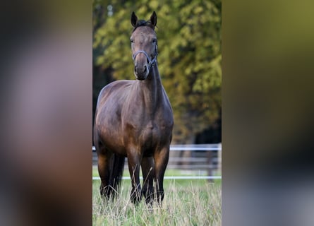 Holsteiner, Stute, 5 Jahre, 168 cm, Brauner