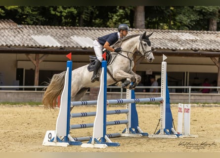 Holsteiner, Stute, 5 Jahre, 168 cm, Schimmel
