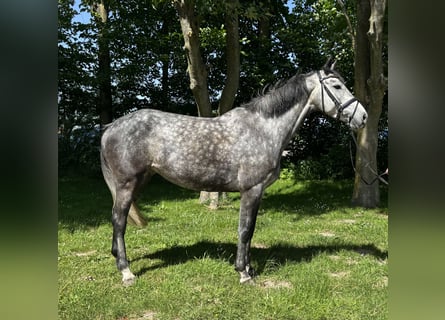 Holsteiner, Stute, 5 Jahre, 168 cm