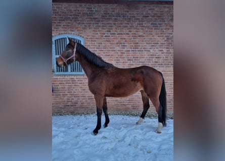 Holsteiner, Stute, 5 Jahre, 169 cm, Brauner