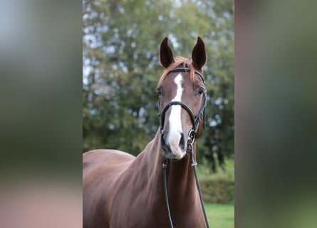Holsteiner, Stute, 5 Jahre, 169 cm, Fuchs