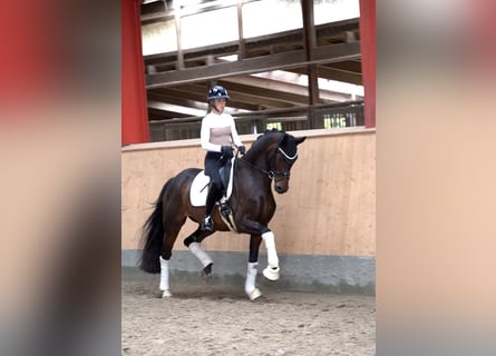 Holsteiner, Stute, 5 Jahre, 169 cm, Schwarzbrauner