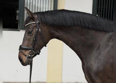 Holsteiner, Stute, 5 Jahre, 170 cm, Brauner