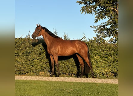 Holsteiner, Stute, 5 Jahre, 170 cm, Brauner