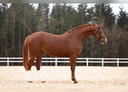 Holsteiner, Stute, 5 Jahre, 170 cm, Fuchs