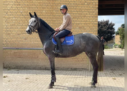 Holsteiner, Stute, 5 Jahre, 172 cm, Kann Schimmel werden