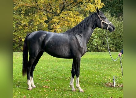 Holsteiner, Stute, 5 Jahre, 172 cm, Rappe