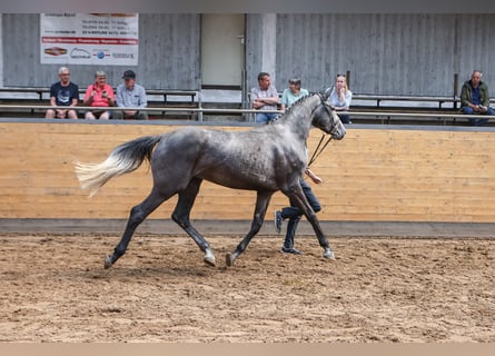 Holsteiner, Stute, 5 Jahre, 174 cm, Schimmel