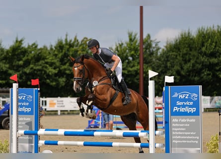 Holsteiner, Stute, 5 Jahre, 175 cm, Brauner