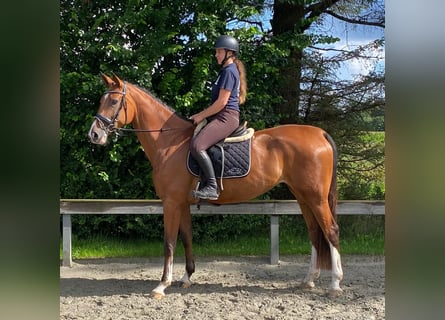 Holsteiner, Stute, 5 Jahre, 175 cm, Brauner