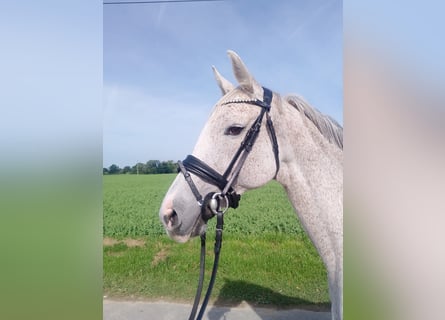 Holsteiner, Stute, 6 Jahre, 154 cm, Schimmel