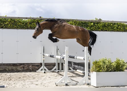 Holsteiner, Stute, 6 Jahre, 156 cm, Brauner