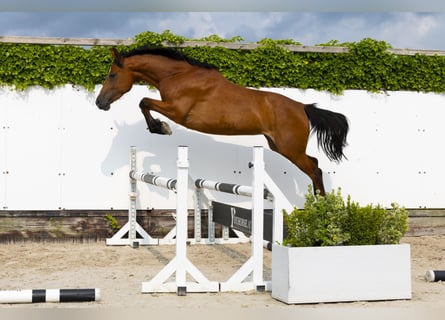 Holsteiner, Stute, 6 Jahre, 158 cm, Brauner