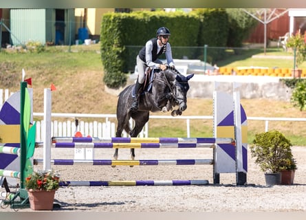 Holsteiner, Stute, 6 Jahre, 160 cm, Schimmel