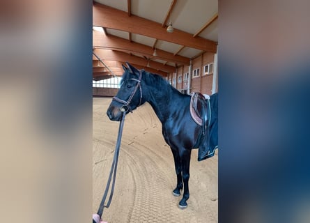 Holsteiner Mix, Stute, 6 Jahre, 163 cm, Brauner