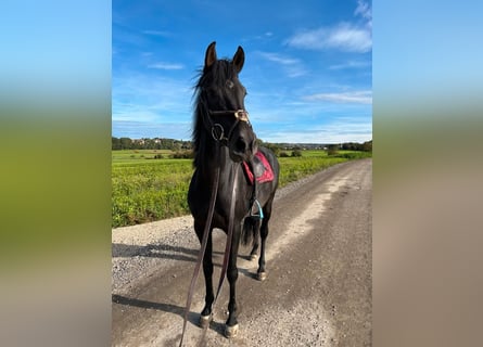 Holsteiner Mix, Stute, 6 Jahre, 164 cm, Brauner