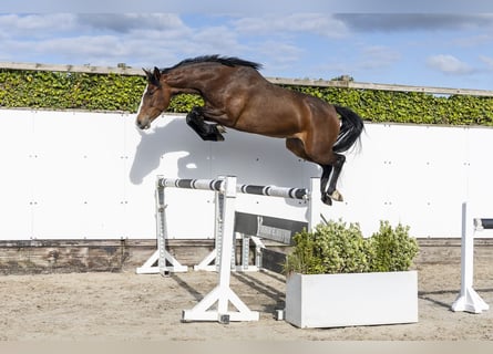 Holsteiner, Stute, 6 Jahre, 165 cm, Brauner