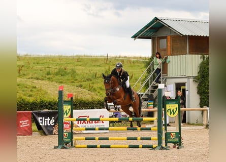 Holsteiner, Stute, 6 Jahre, 165 cm, Brauner