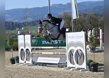 Holsteiner, Stute, 6 Jahre, 165 cm, Schimmel