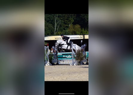 Holsteiner, Stute, 6 Jahre, 165 cm, Schimmel
