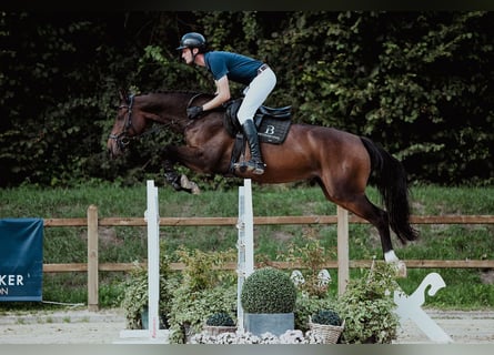 Holsteiner, Stute, 6 Jahre, 166 cm, Brauner