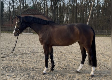 Holsteiner, Stute, 6 Jahre, 166 cm, Dunkelbrauner