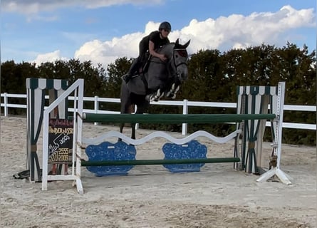 Holsteiner, Stute, 6 Jahre, 166 cm, Schimmel