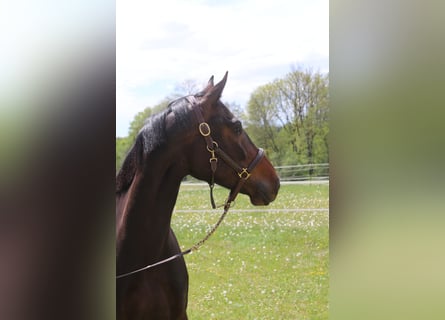 Holsteiner, Stute, 6 Jahre, 167 cm, Schwarzbrauner