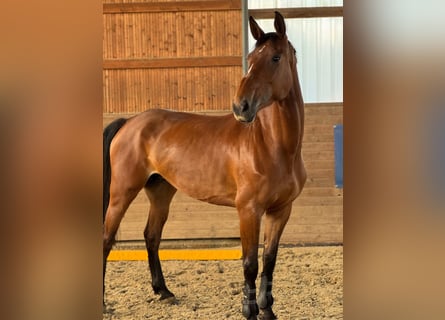 Holsteiner, Stute, 6 Jahre, 168 cm, Brauner