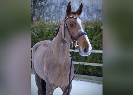 Holsteiner, Stute, 6 Jahre, 168 cm, Fuchs