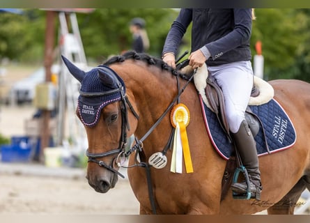 Holsteiner, Stute, 6 Jahre, 169 cm, Brauner