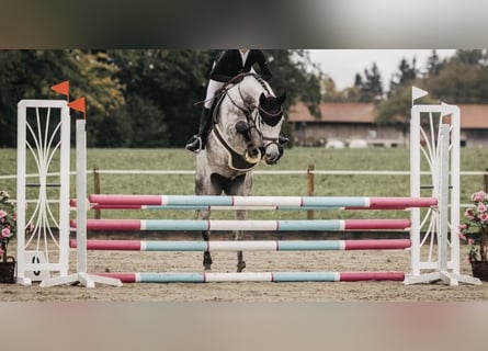 Holsteiner, Stute, 6 Jahre, 170 cm, Apfelschimmel