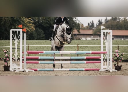 Holsteiner, Stute, 6 Jahre, 170 cm, Apfelschimmel