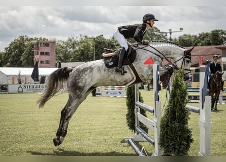 Holsteiner, Stute, 6 Jahre, 170 cm, Apfelschimmel