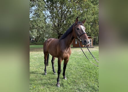 Holsteiner, Stute, 6 Jahre, 170 cm, Dunkelbrauner