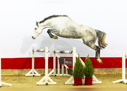 Holsteiner, Stute, 6 Jahre, 170 cm, Schimmel