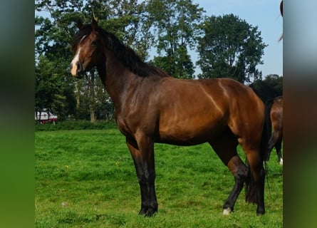 Holsteiner, Stute, 6 Jahre, 172 cm, Brauner