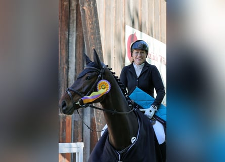 Holsteiner, Stute, 6 Jahre, 172 cm, Dunkelbrauner