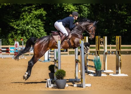 Holsteiner, Stute, 6 Jahre, 172 cm, Dunkelbrauner