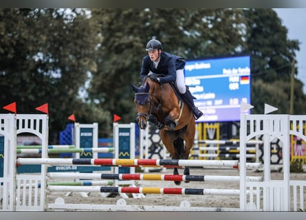 Holsteiner, Stute, 7 Jahre, 162 cm